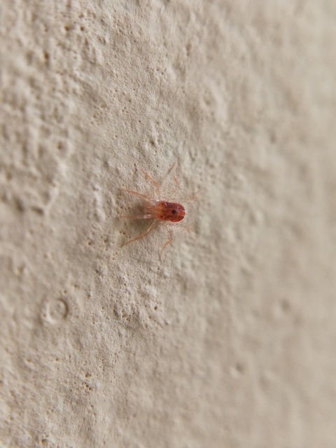 Anystidae