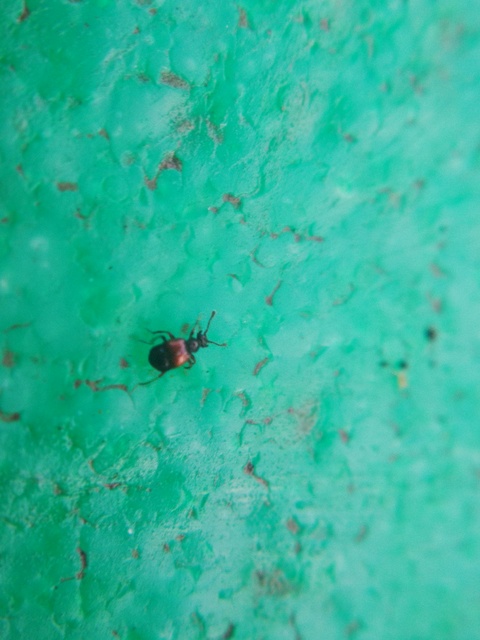Staphylinidae - holyvafélék
