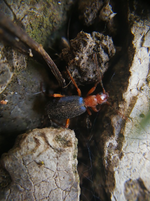 Brachinus crepitans - nagy pöfögőfutrinka