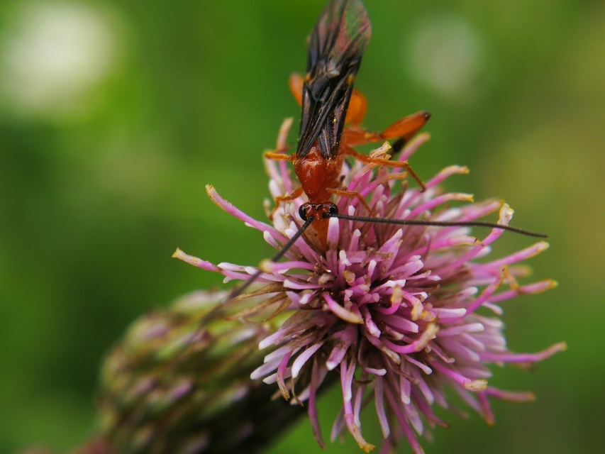 Braconidae - gyilkosfürkészek