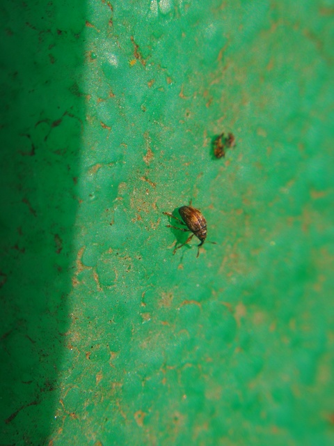 Nanophyes marmoratus - simacombú füzényormányos