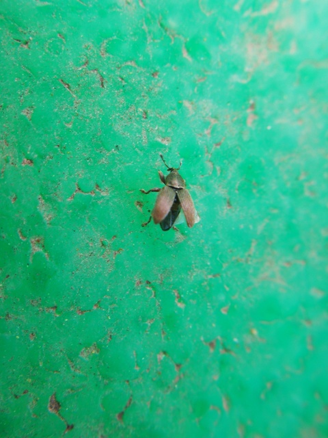 Tychius picirostris - szurkosorrú tímárormányos