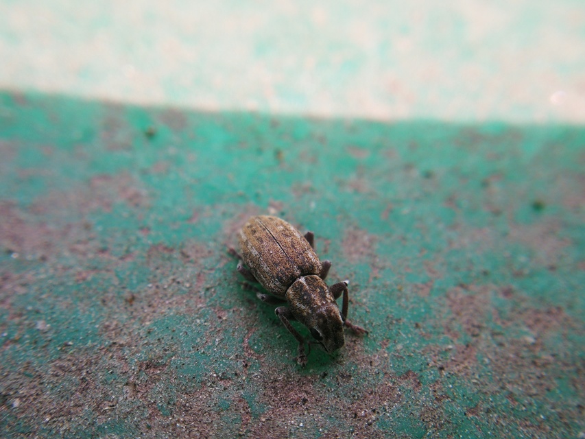 Sitona puncticollis - nagy csipkézőbogár