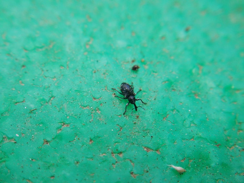Smicronyx jungermanniae - közönséges arankaormányos