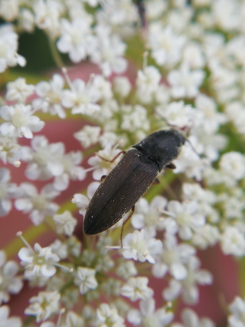 Agriotes ustulatus - mezei pattanó