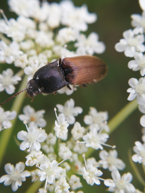 Agriotes ustulatus - mezei pattanó