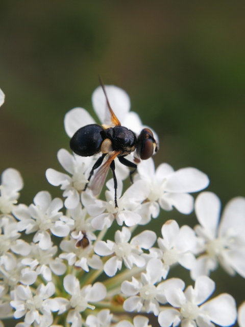 Phania