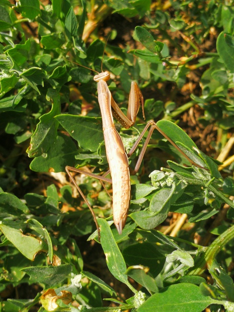 Mantis religiosa - imádkozósáska