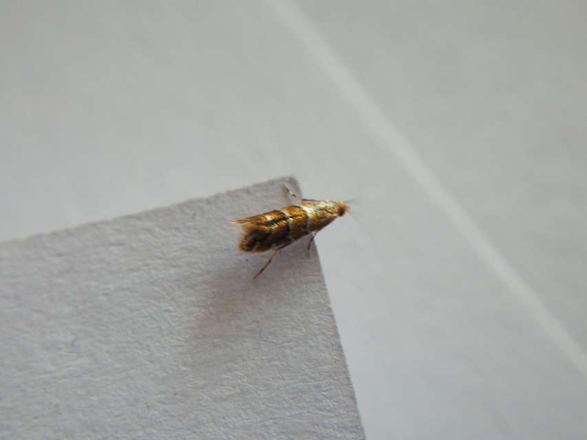 Cameraria ohridella - vadgesztenye-sátorosmoly