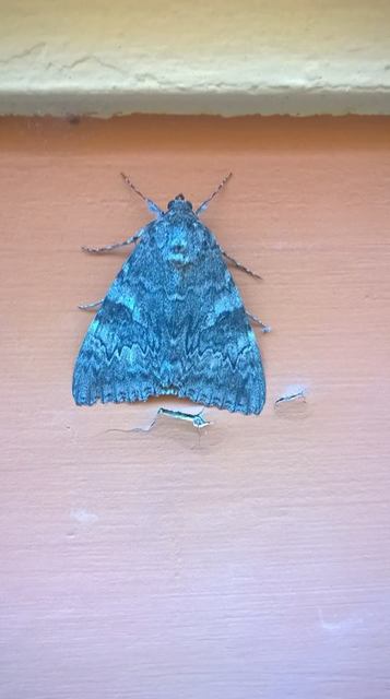 Catocala nupta - piros övesbagoly