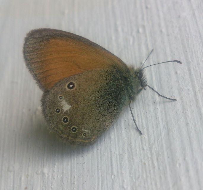 Coenonympha glycerion - közönséges szénalepke