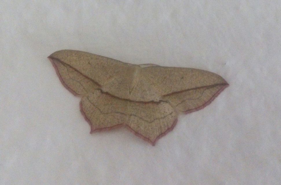 Timandra comae - piroscsíkos csipkésaraszoló Timandra comae - piroscsíkos csipkésaraszoló