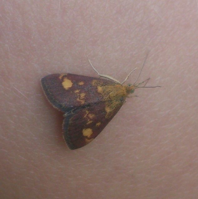 Pyrausta aurata - aranyló bíbormoly