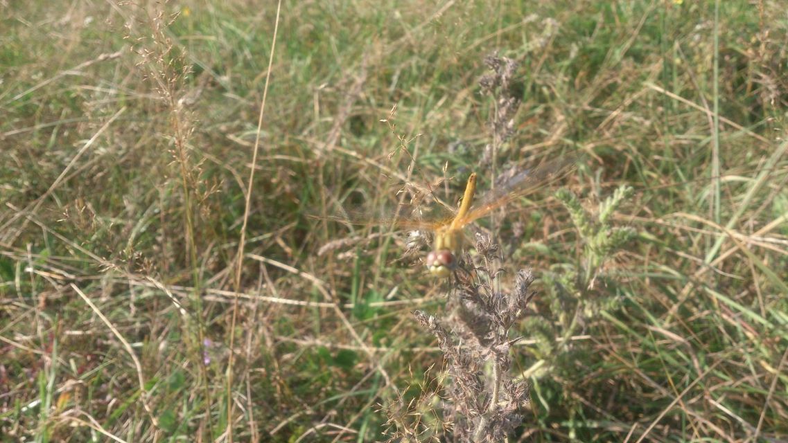 Sympetrum fonscolombii - vándor katona-szitakötő