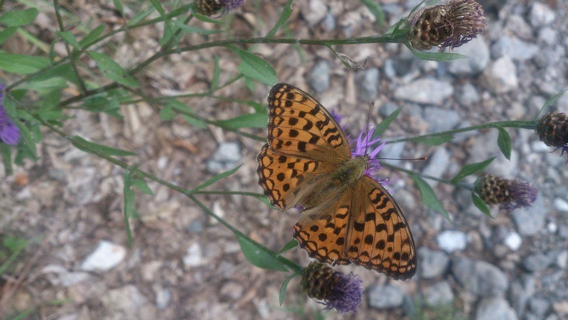 Argynnis adippe - ezüstös gyöngyházlepke