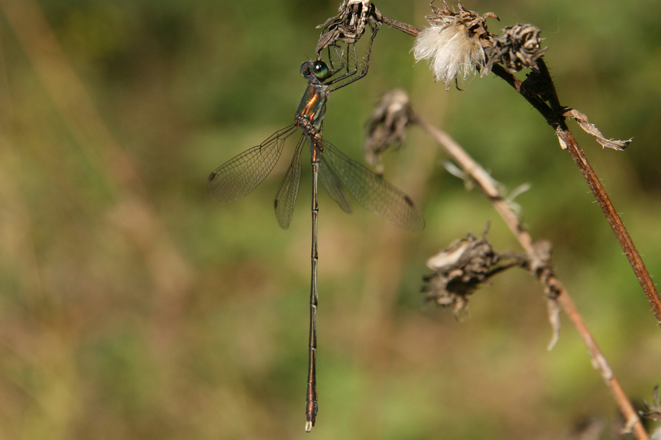 Chalcolestes viridis/parvidens