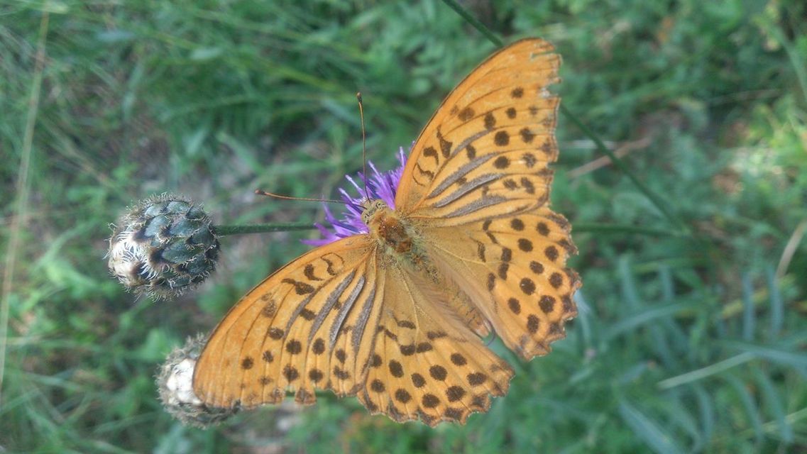 Argynnis paphia - nagy gyöngyházlepke
