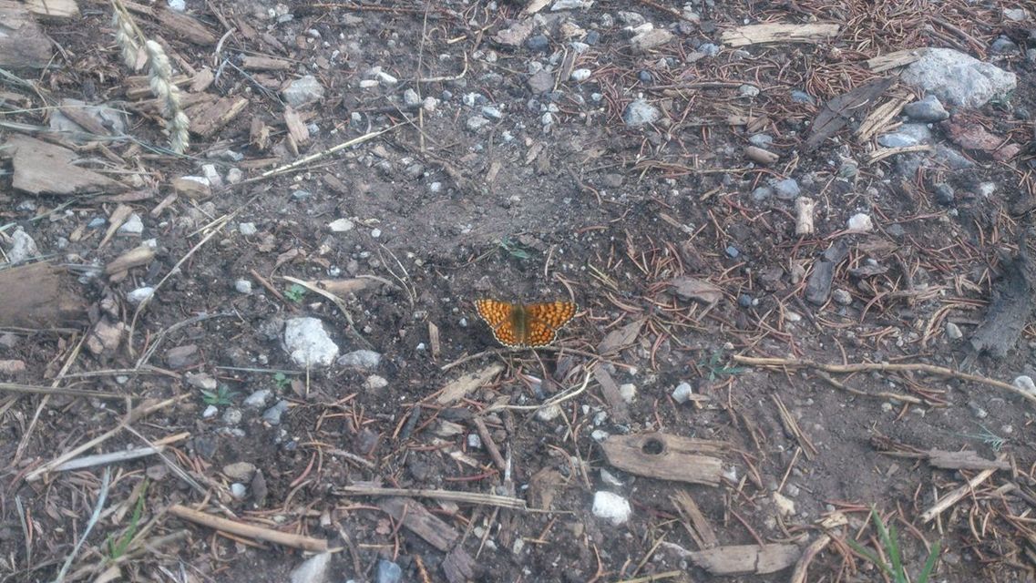 Melitaea phoebe - nagy tarkalepke