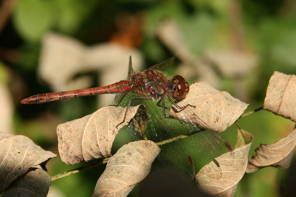 Sympetrum striolatum - harántsávos katona-szitakötő