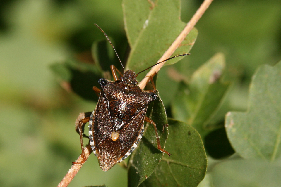 Pentatoma rufipes - vöröslábú címerespoloska Pentatoma rufipes - vöröslábú címerespoloska
