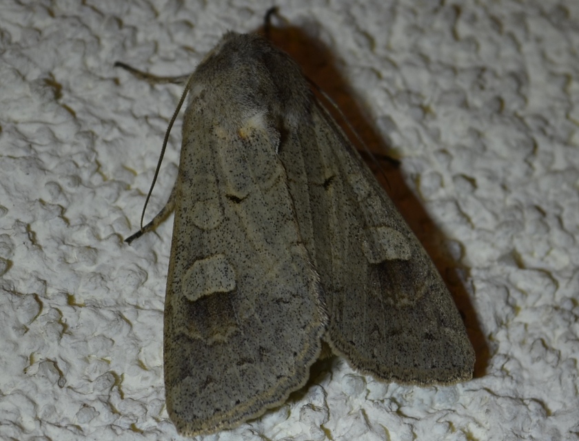 Ammoconia caecimacula - szürke őszibagoly