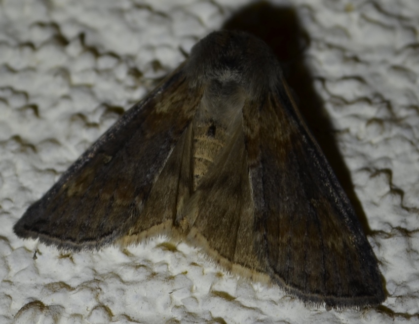 Cymatophorima diluta - őszi pihésszövő