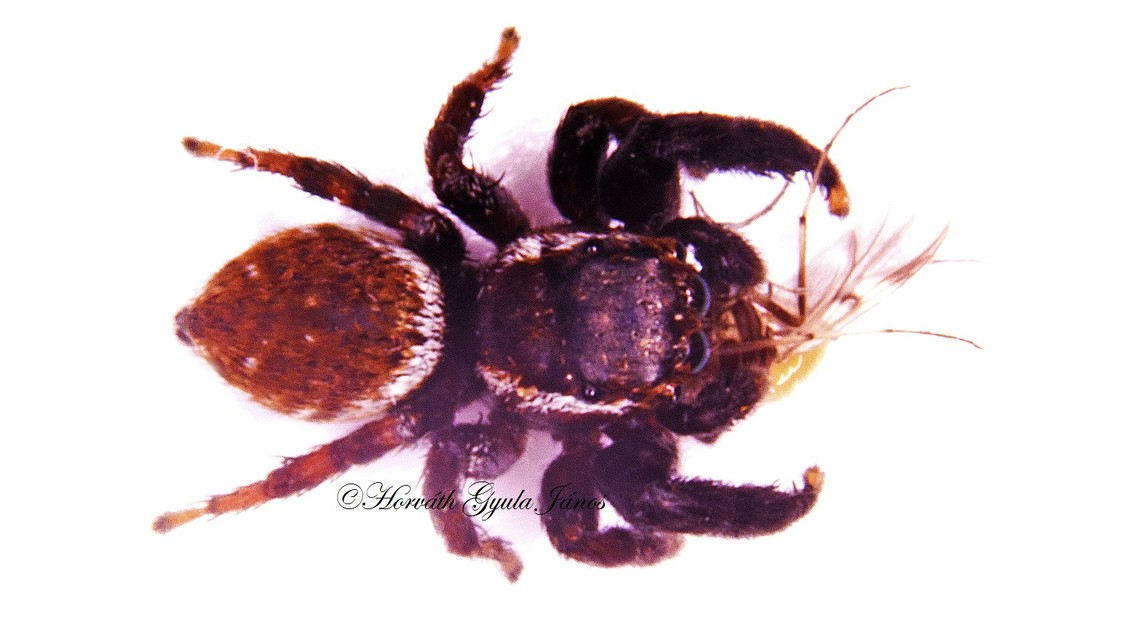 Salticidae - ugrópókok