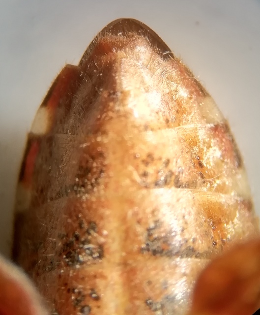 Leptoglossus occidentalis - nyugati levéllábú poloska