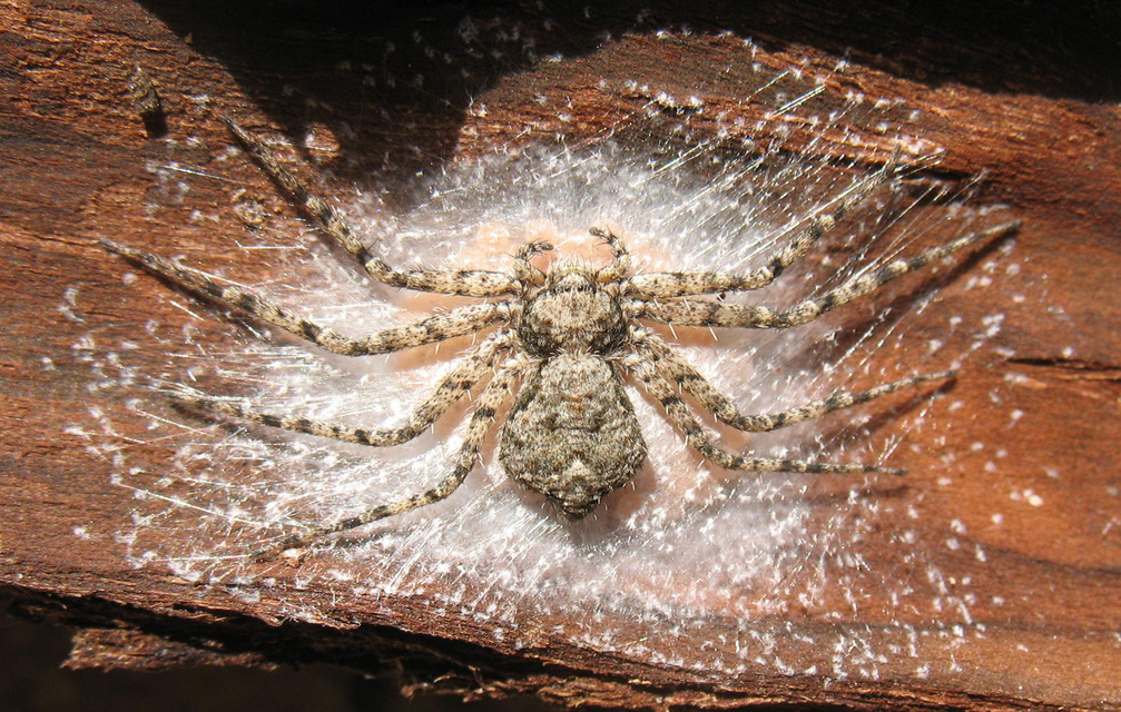 Philodromus margaritatus - bükkfa-fürgekarolópók