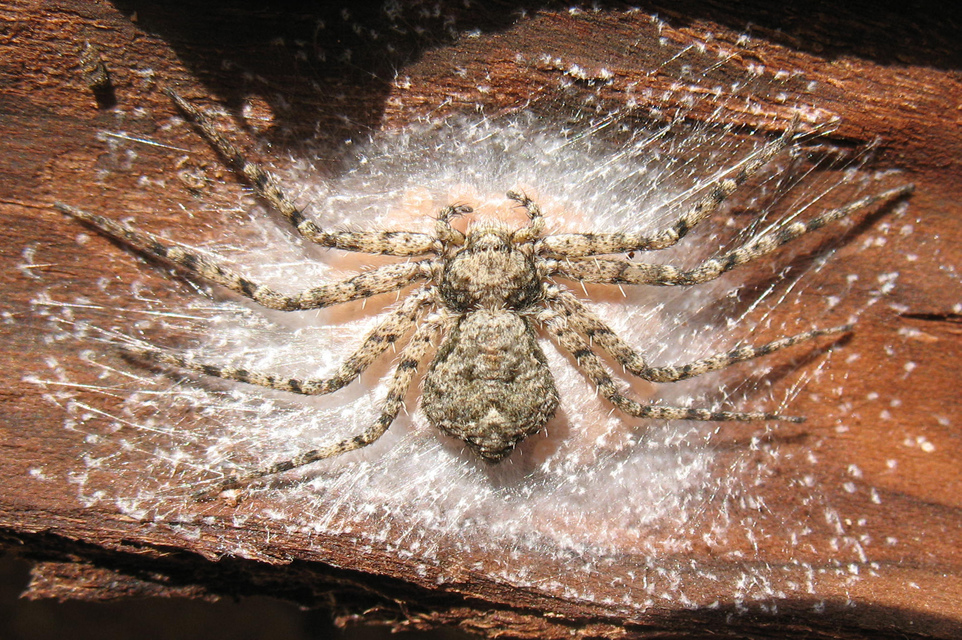 Philodromus poecilus - cifra karolópók