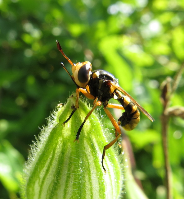 Conops insignis