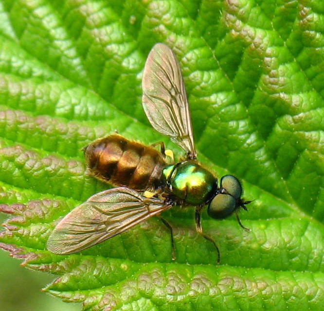 Chloromyia formosa - közönséges fémeslégy