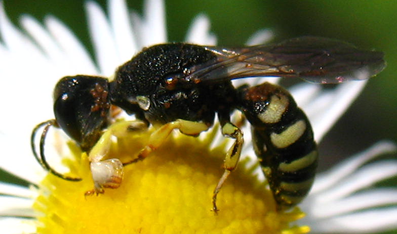 Lestica clypeata - közönséges szitásdarázs