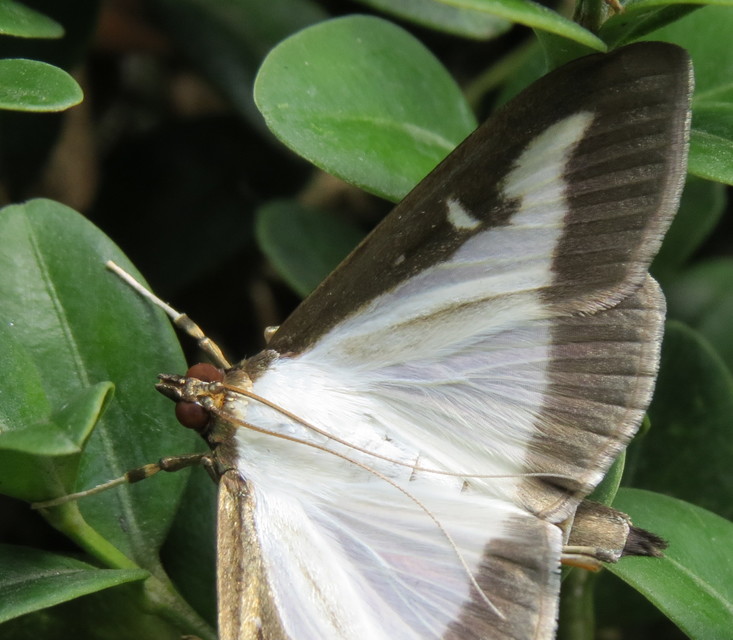 Cydalima perspectalis - puszpáng-tűzmoly