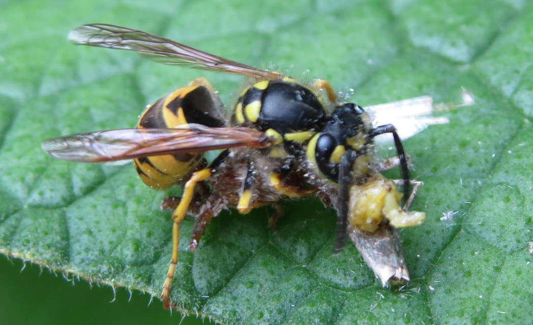 Vespula germanica - német darázs