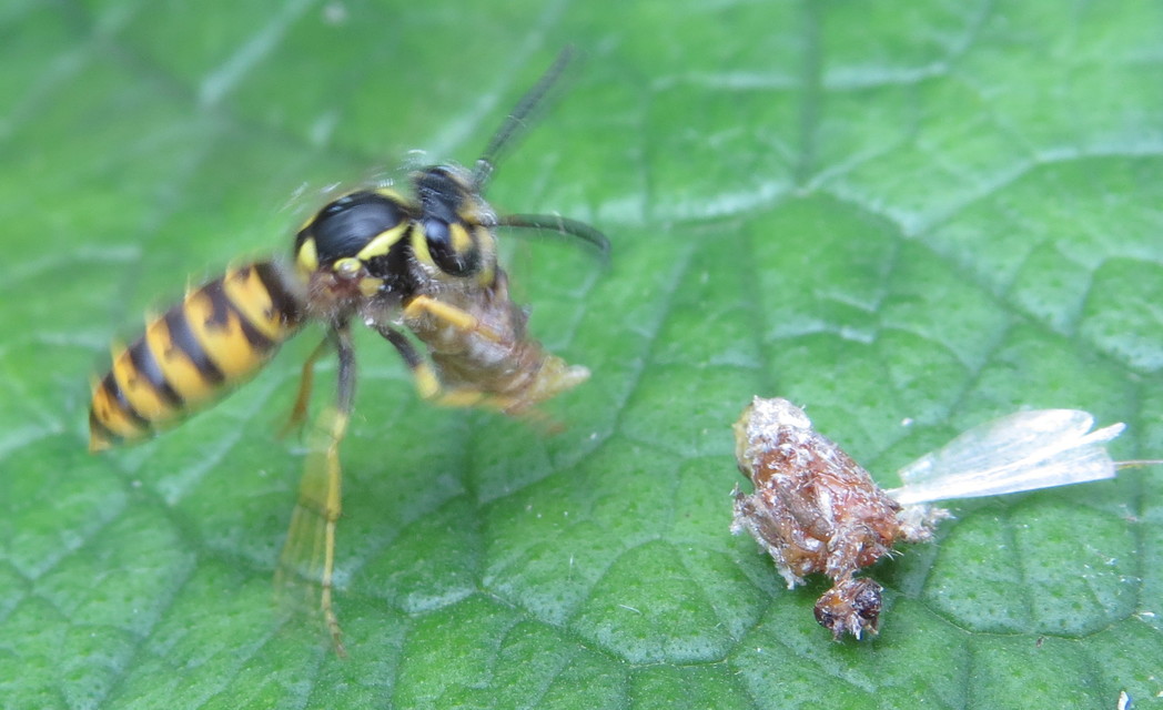 Vespula germanica - német darázs
