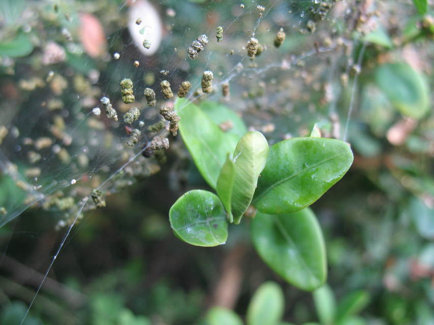 Cydalima perspectalis - puszpáng-tűzmoly