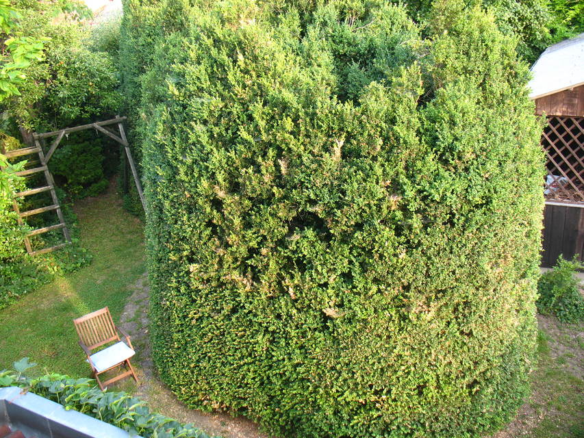 Cydalima perspectalis - puszpáng-tűzmoly