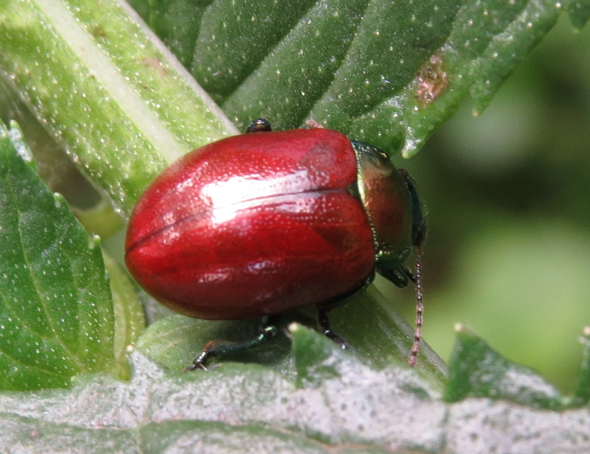Chrysolina polita - réti mentalevelész