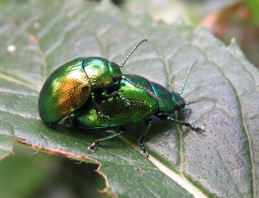 Chrysolina herbacea - zöld mentalevelész