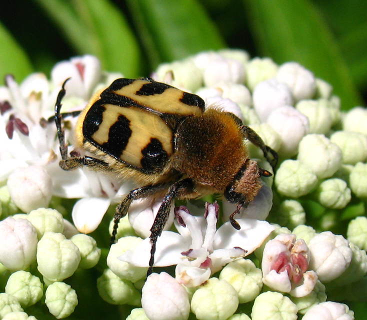 Trichius sexualis - keleti prémesbogár
