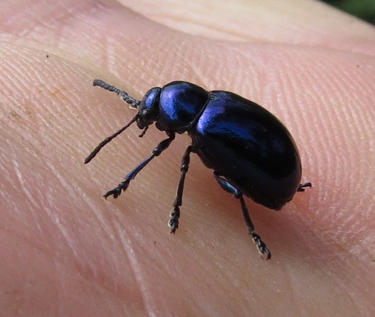 Chrysochus asclepiadeus - tündöklő méreggyiloklevelész
