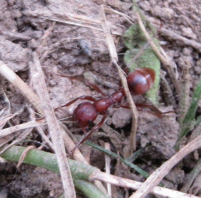 Polyergus rufescens - amazonhangya