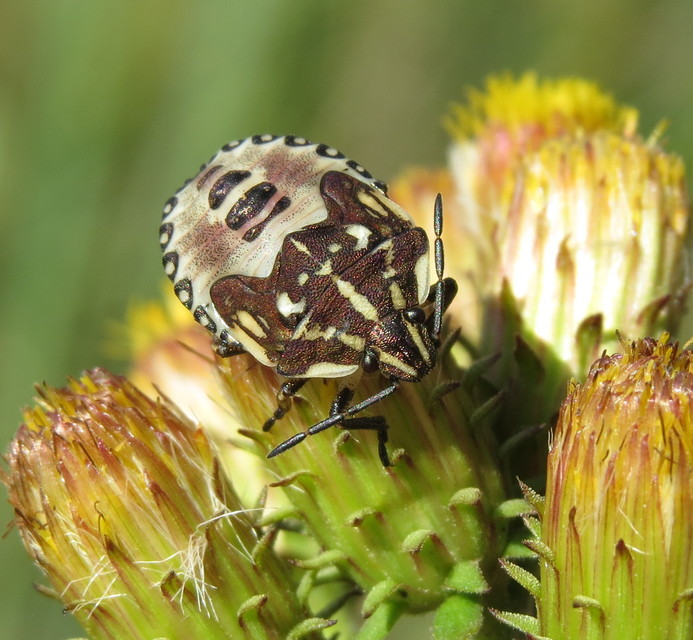 Carpocoris pudicus - közönséges gyümölcspoloska Carpocoris pudicus - közönséges gyümölcspoloska