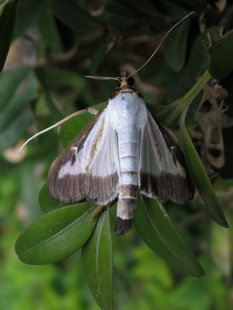 Cydalima perspectalis - puszpáng-tűzmoly