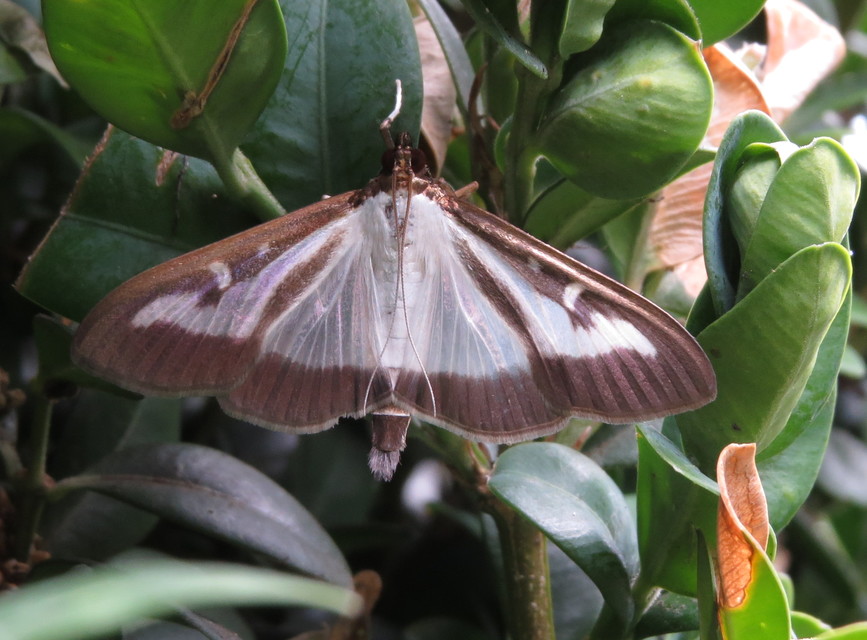Cydalima perspectalis - puszpáng-tűzmoly