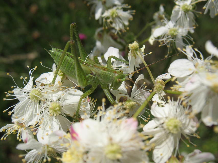 Tettigonia viridissima - zöld lombszöcske