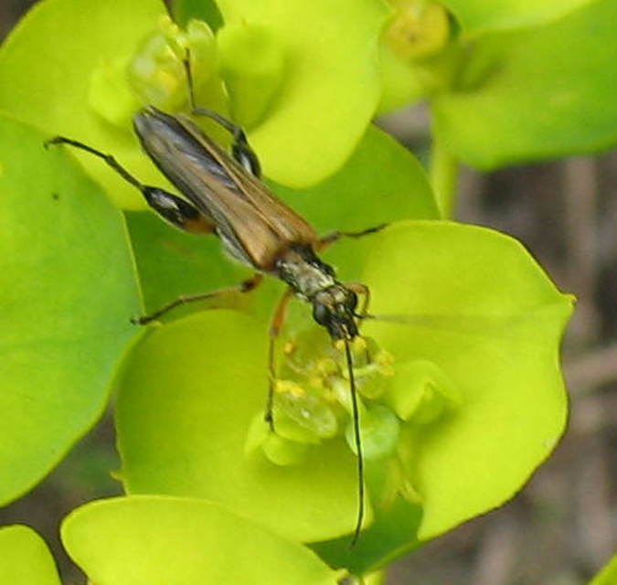 Oedemera podagrariae - székfű-álcincér