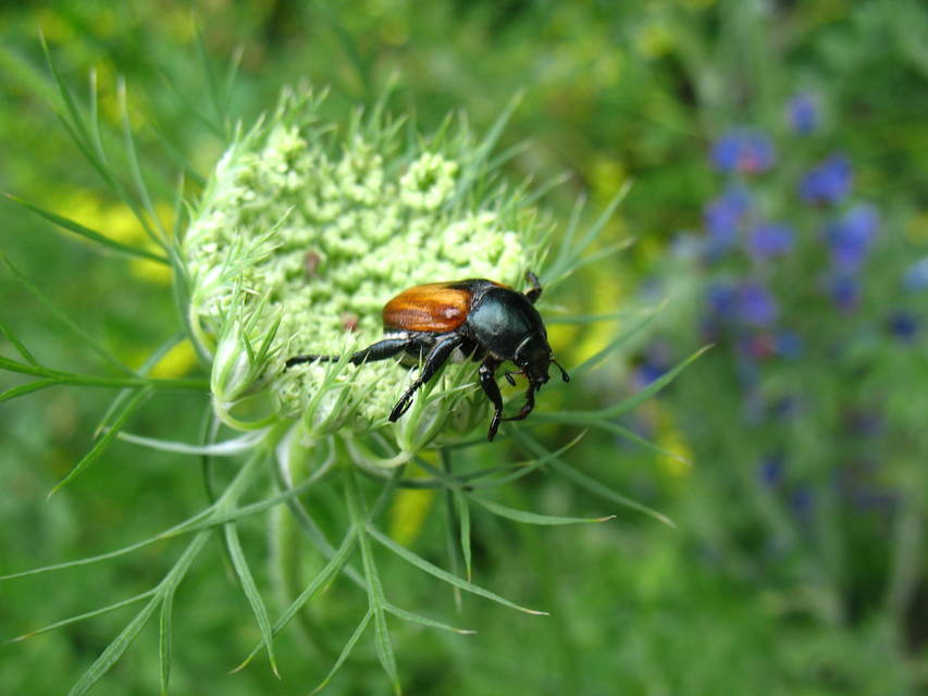 Anisoplia austriaca - osztrák szipoly