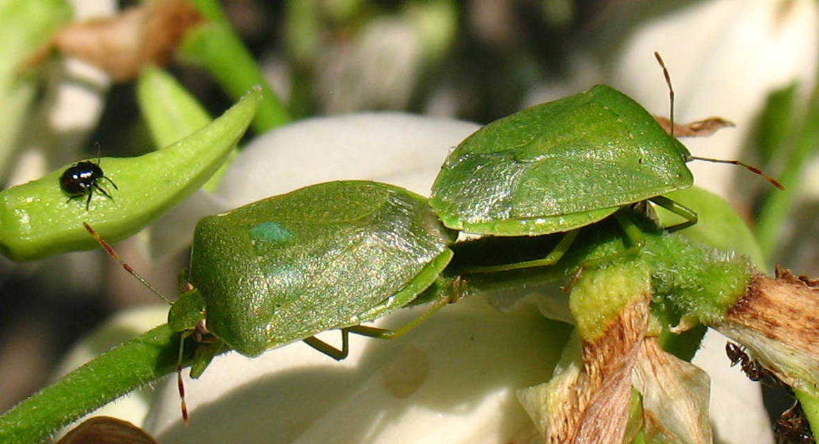 Nezara viridula - zöld vándorpoloska